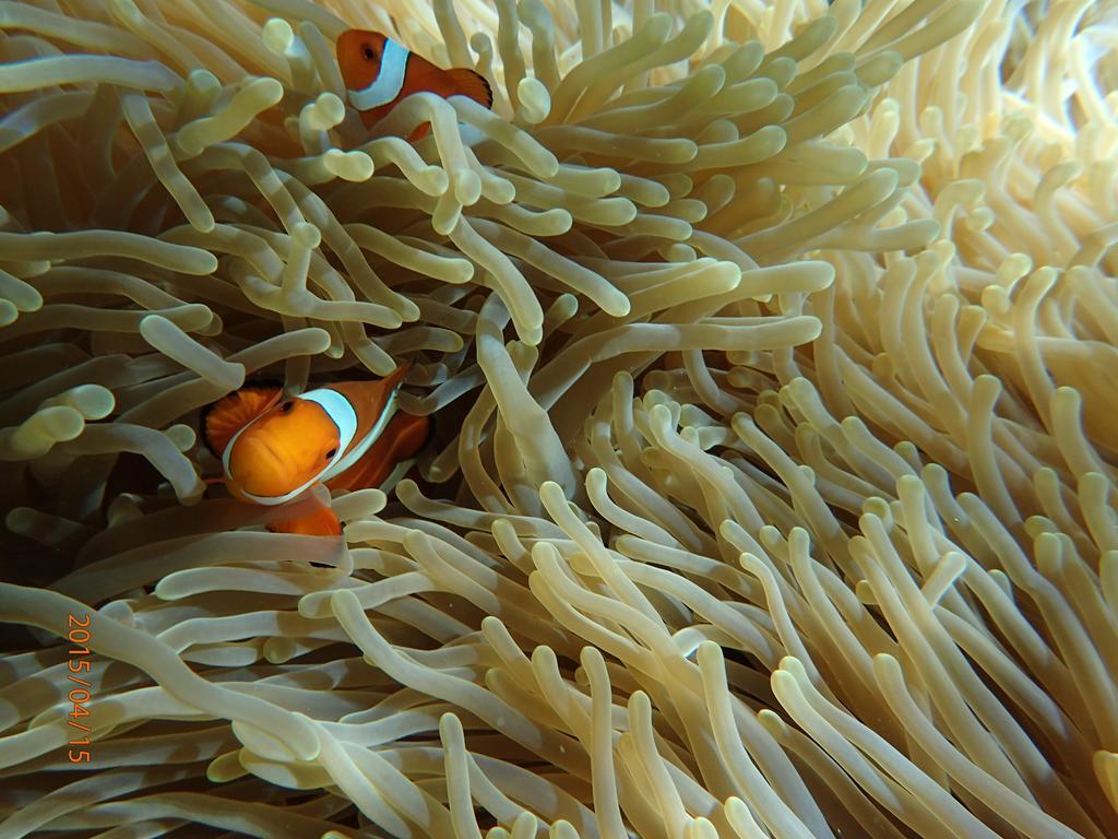 Kubu Sari Guest House ペムテラン エクステリア 写真